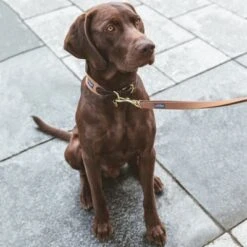 Collar Nomad Tales Bloom Caramelo Para Perros -Artículos Mascotas Tienda 328697 328698 328397 328398 328399 nomad tales bloom halsbaender 01 1