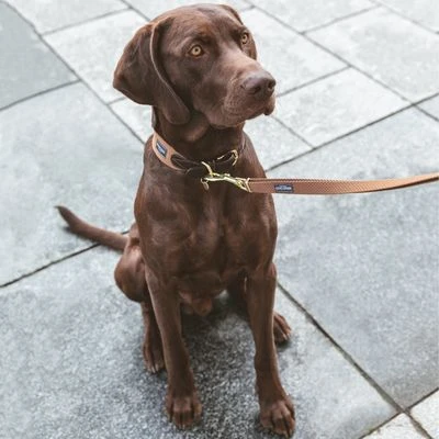 Collar Nomad Tales Bloom Caramelo Para Perros - Imagen 2