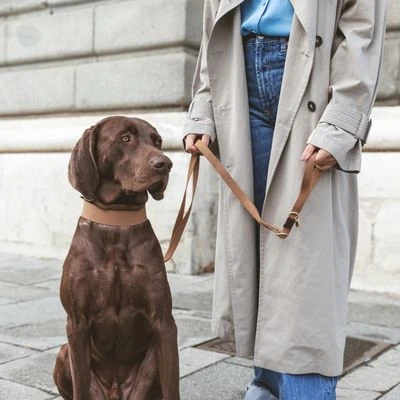 Collar Nomad Tales Bloom Caramelo Para Perros - Imagen 7