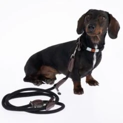 Correa Ajustable Nomad Tales Spirit ébano Para Perros 20 Correa Ajustable Nomad Tales Spirit ébano Para Perros -Artículos Mascotas Tienda 329001 329396 spirit xs fg 7727 4