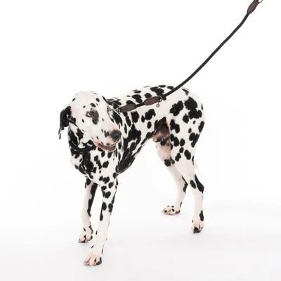 Correa Ajustable Nomad Tales Spirit ébano Para Perros 4 Correa Ajustable Nomad Tales Spirit ébano Para Perros - Imagen 2