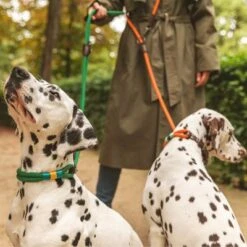 Correa Ajustable Nomad Tales Spirit Pino Para Perros -Artículos Mascotas Tienda 329007 nomad tales spirit leinen halsbaender 02 7