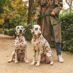 Correa Ajustable Nomad Tales Spirit Pino Para Perros -Artículos Mascotas Tienda 329297 nomad tales spirit leine tangerine 05 0