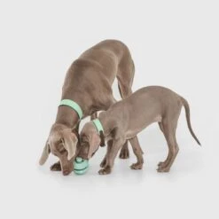 Pelota Portasnacks Nomad Tales Bloom Snack Roller Juguete Para Perros 13 Pelota Portasnacks Nomad Tales Bloom Snack Roller Juguete Para Perros -Artículos Mascotas Tienda 333015 nomad tales snack ball 02 1