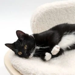 Sofá Osaka Modern Living Para Mascotas -Artículos Mascotas Tienda 342803 modern living osaka katze 0644 6