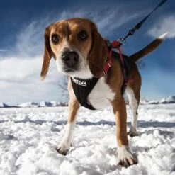 Arnés De Canicross NEEWA Running Rojo Para Perros -Artículos Mascotas Tienda 505648 hs neewa running harness rot hund 4