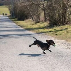 Zapatos Para Perros S & P Boots -Artículos Mascotas Tienda 52149 hundeschuhe xs fg 0890 4