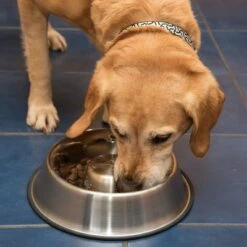 Comedero Antivoracidad De Acero Para Perros -Artículos Mascotas Tienda 66349 antischlingnapf fg 1008 7