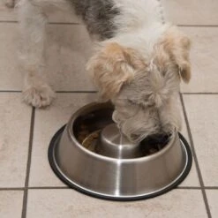 Comedero Antivoracidad De Acero Para Perros -Artículos Mascotas Tienda 66523 antischlingnapf fg 0988 4