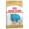Royal Canin Cavalier King Charles Puppy / Junior -Artículos Mascotas Tienda 84453 pla royalcanin puppyhund cavalier 1