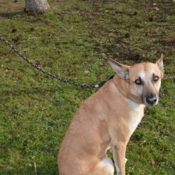 Julius K9 Correa Julius-K9 IDC® Cordino Para Perros -Artículos Mascotas Tienda 89141 juliusk9 idcropeleash hs 04 8