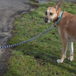 Julius K9 Correa Julius-K9 IDC® Cordino Para Perros -Artículos Mascotas Tienda 89141 juliusk9 idcropeleash hs 08 0