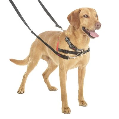 Correa Halti Para El Adiestramiento De Perros 7 Correa Halti Para El Adiestramiento De Perros - Imagen 5