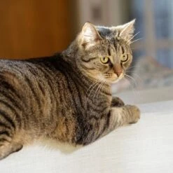 Puerta Extreme Weather Para Mascotas De Petsafe -Artículos Mascotas Tienda petsafe hundeklappe extremeweather hs 03 3