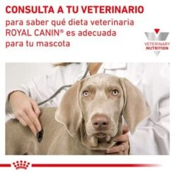 Royal Canin Veterinary Canine Recovery Mousse Perros Y Gatos -Artículos Mascotas Tienda rc vet wet mixrecov200g cv eretailkit 7 es es 0
