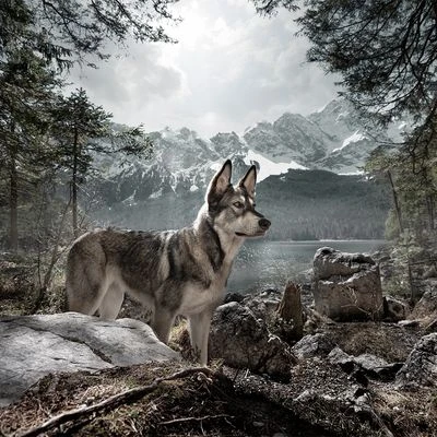 Saco De Dormir Wolf Of Wilderness Para Perros 11 Saco De Dormir Wolf Of Wilderness Para Perros - Imagen 9